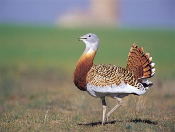 میش مرغ، نماد استان آذربایجان غربی